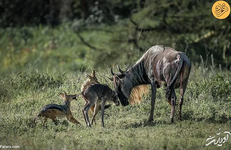 (تصاویر) (تصاویر)